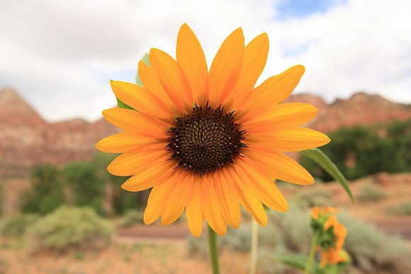Sunflower horizontal