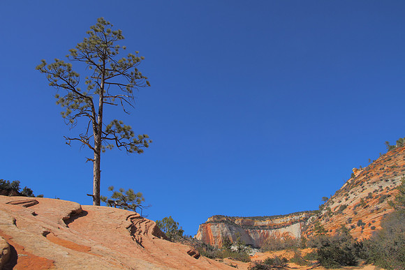 Zion pine