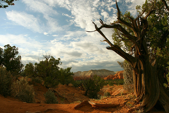Kodakchrome