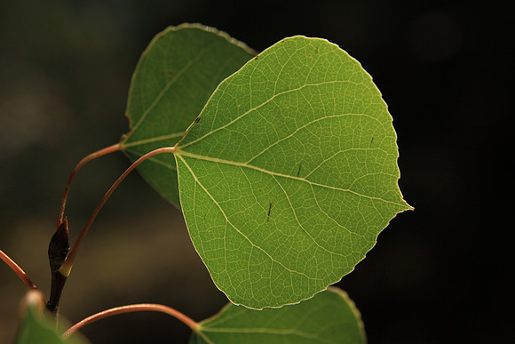 Aspen